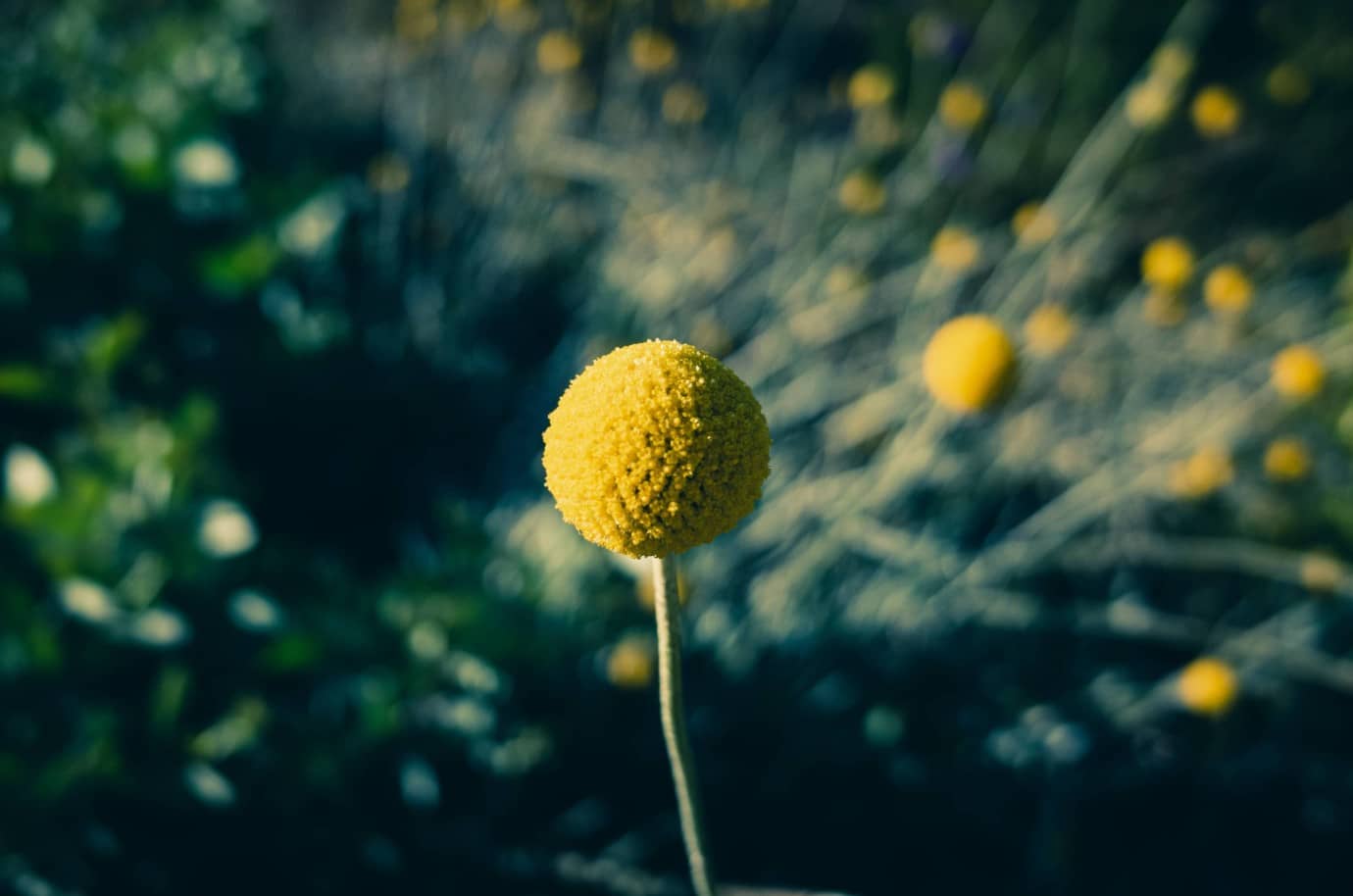 Billy Buttons
