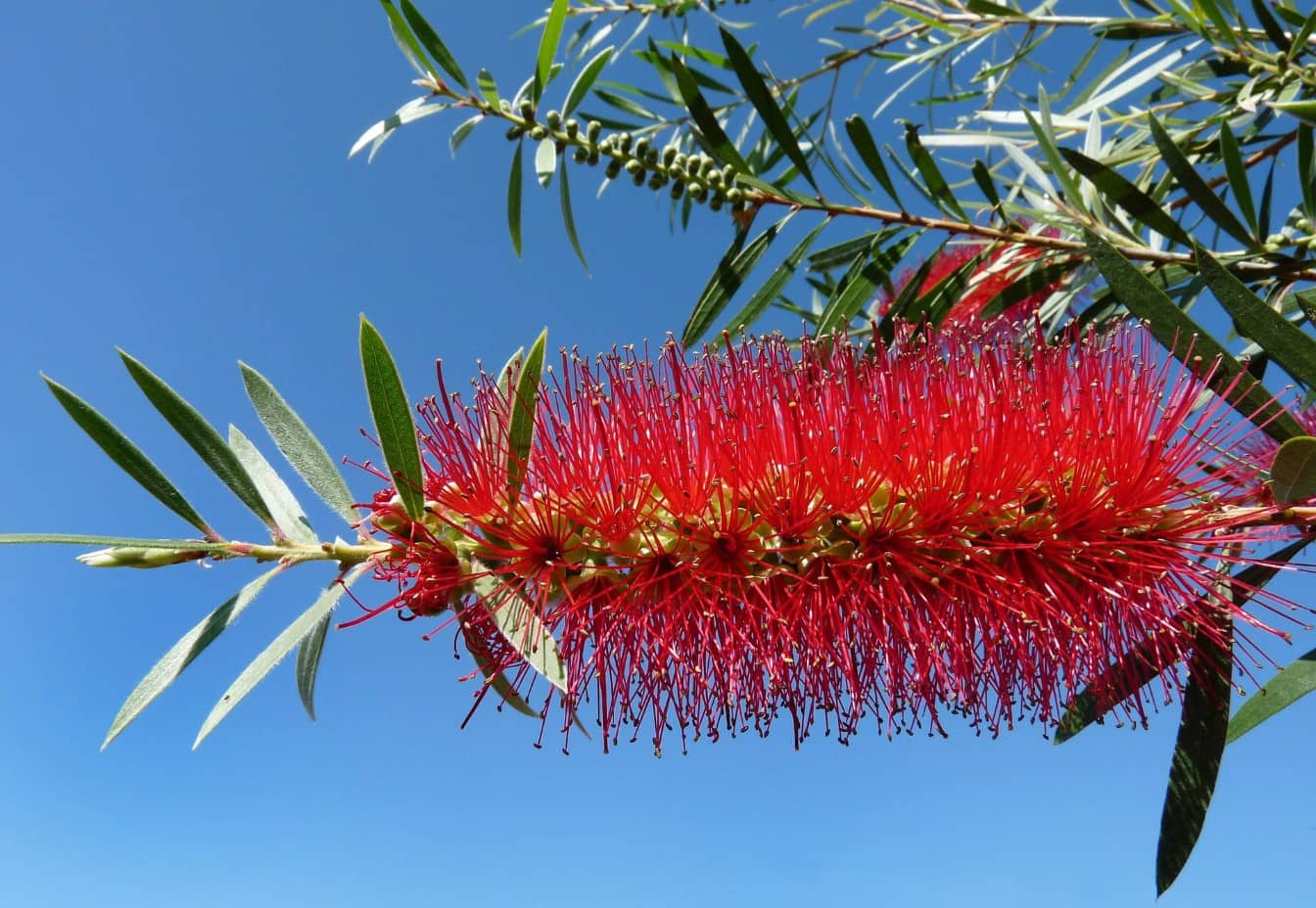 Bottle Brush