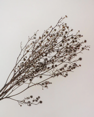 Dried flowers