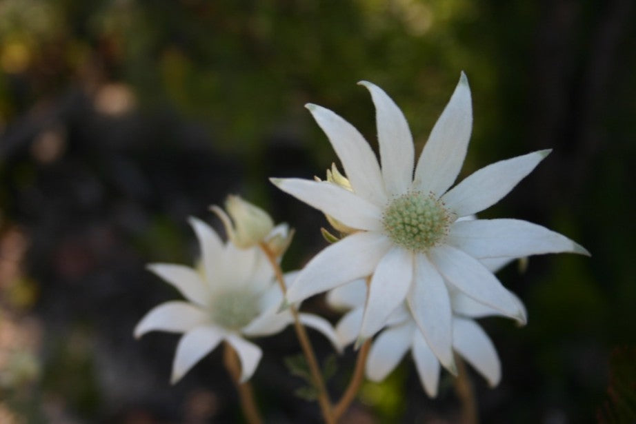 Flannel Flower