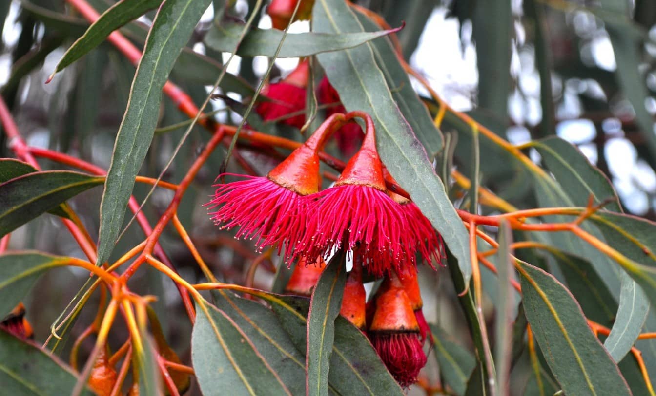 Flowering Gum