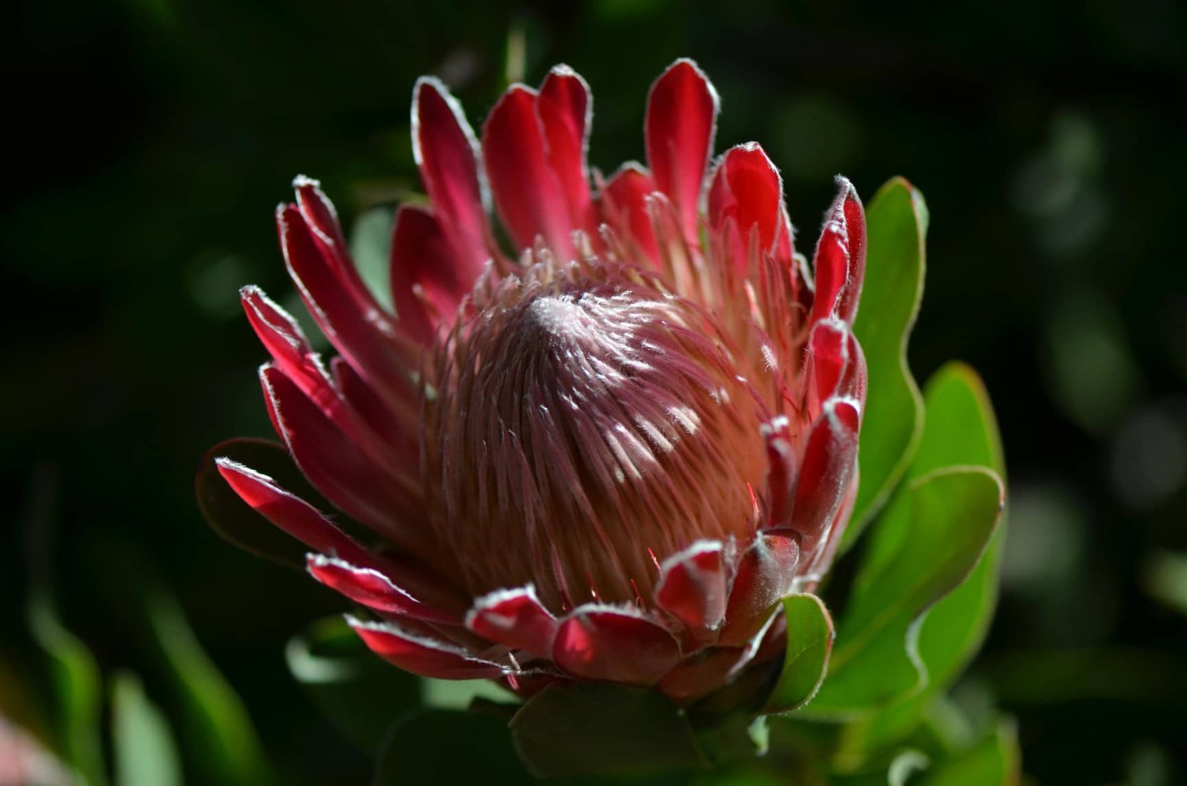 Waratah