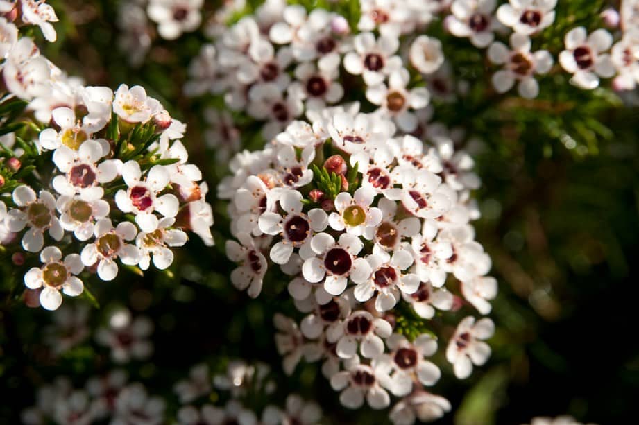 Wax Flowers