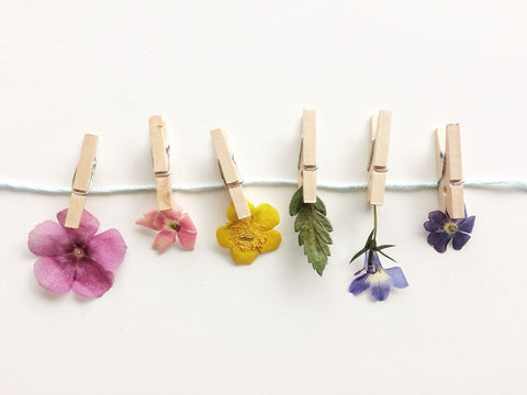 How To Press Flowers With A Flower Press