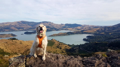 Dog wearing Ruffwear Harness on the Port Hills Christchurch