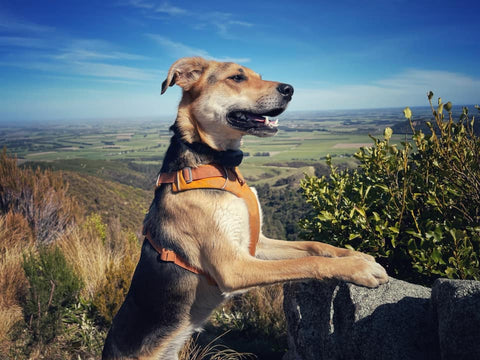 Dog on the port hills christchurch