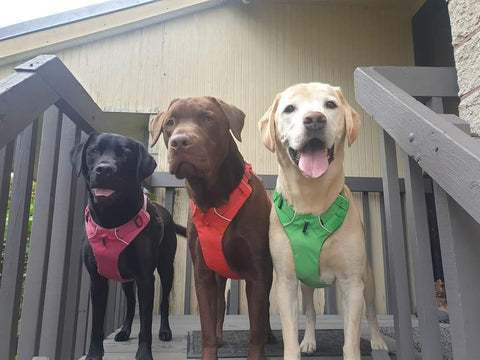 Three Dogs wearing Ruffweat Front Range Harnesses