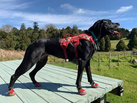 Dog in a web master harness and booties