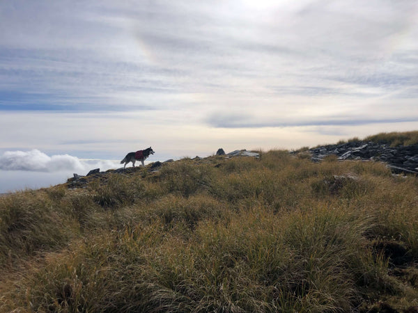 Silhouette of a Husky Dog on the Mataketake Tops
