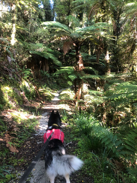 Husky Walking Through New Zealand Native Bush