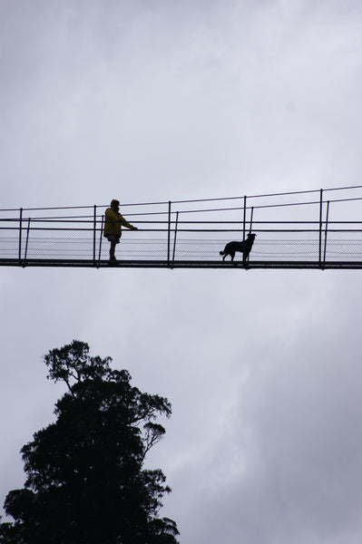 dog on bridge