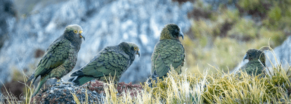 Four keas - A kea Family on a ridgeline in the Murchison Mountains. 