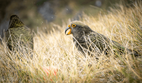 Fledgling Kea in the grass with snow falling in the Murchison Mountains.
