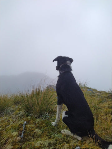 misty views with dog nz