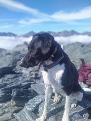 summit picture! Mt Ross with the adventure dog kea!