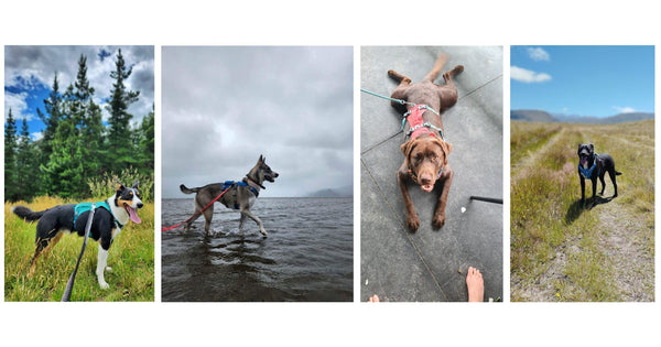 Dogs in the Ruffwear Flagline Harness