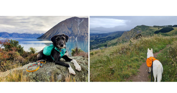 Dogs wearing Ruffwear Dog Packs