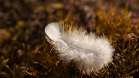 down feather