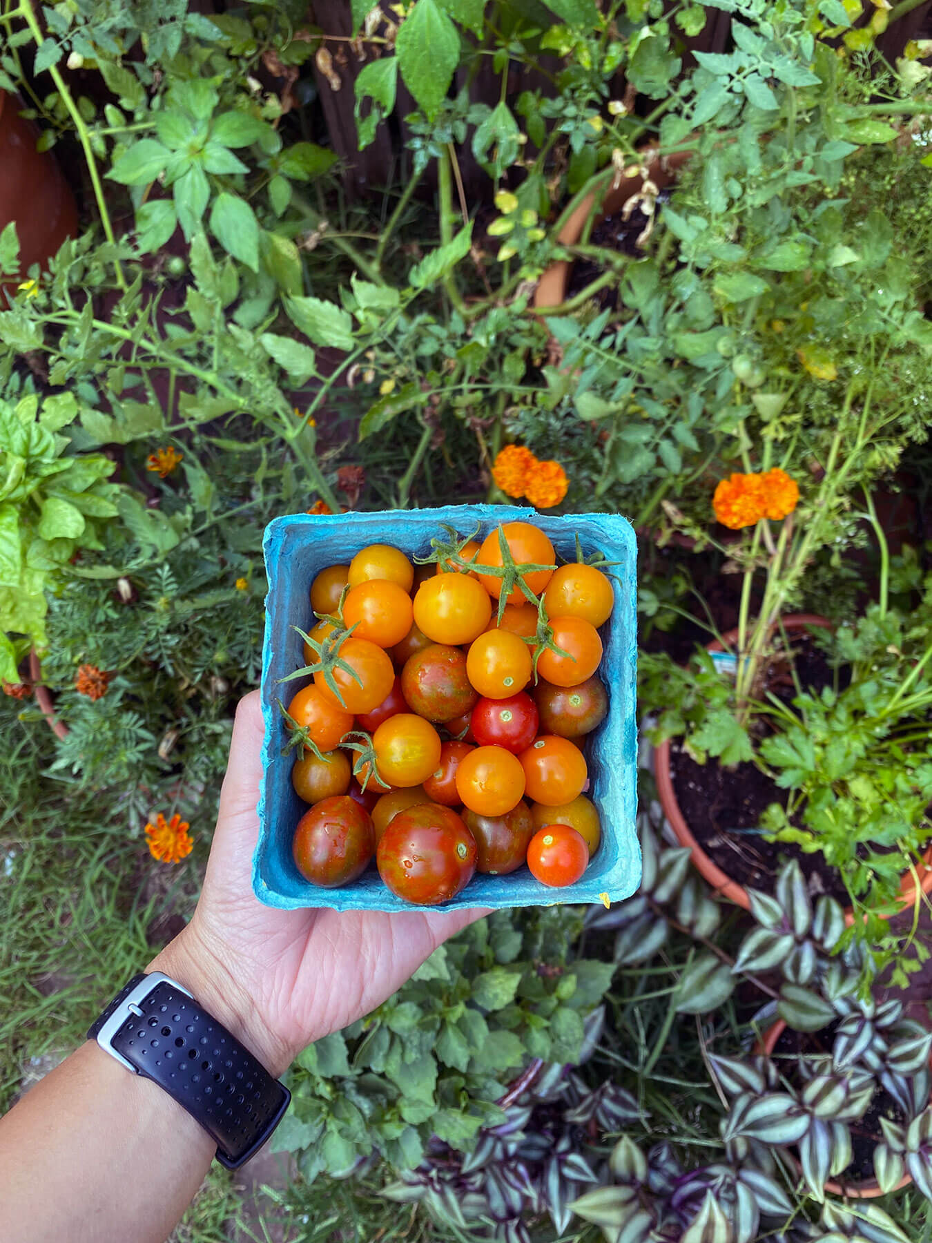 Homegrown tomatoes from the garden