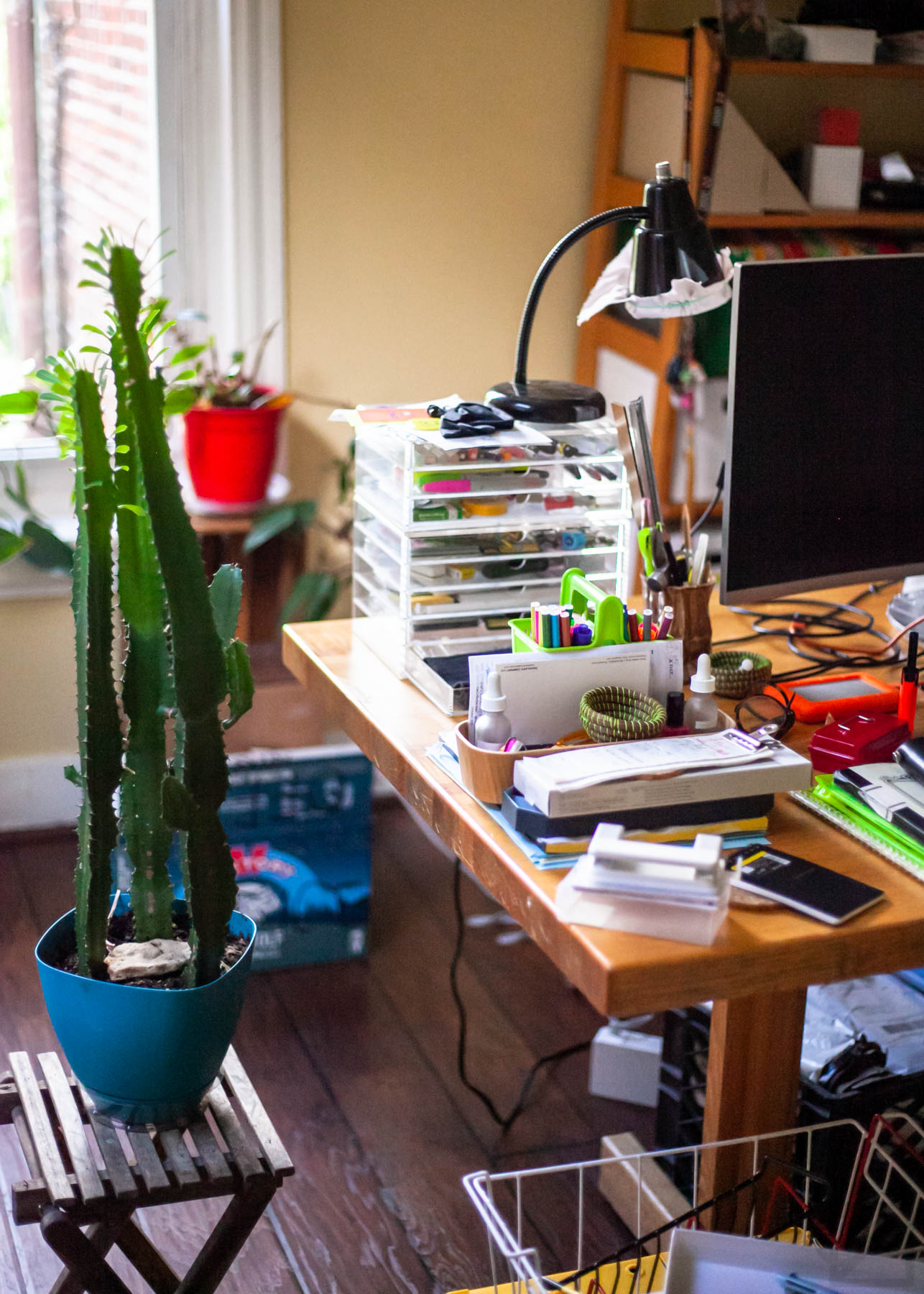 A tall euphorbia plant stands beside a messy desk, boxes on the ground