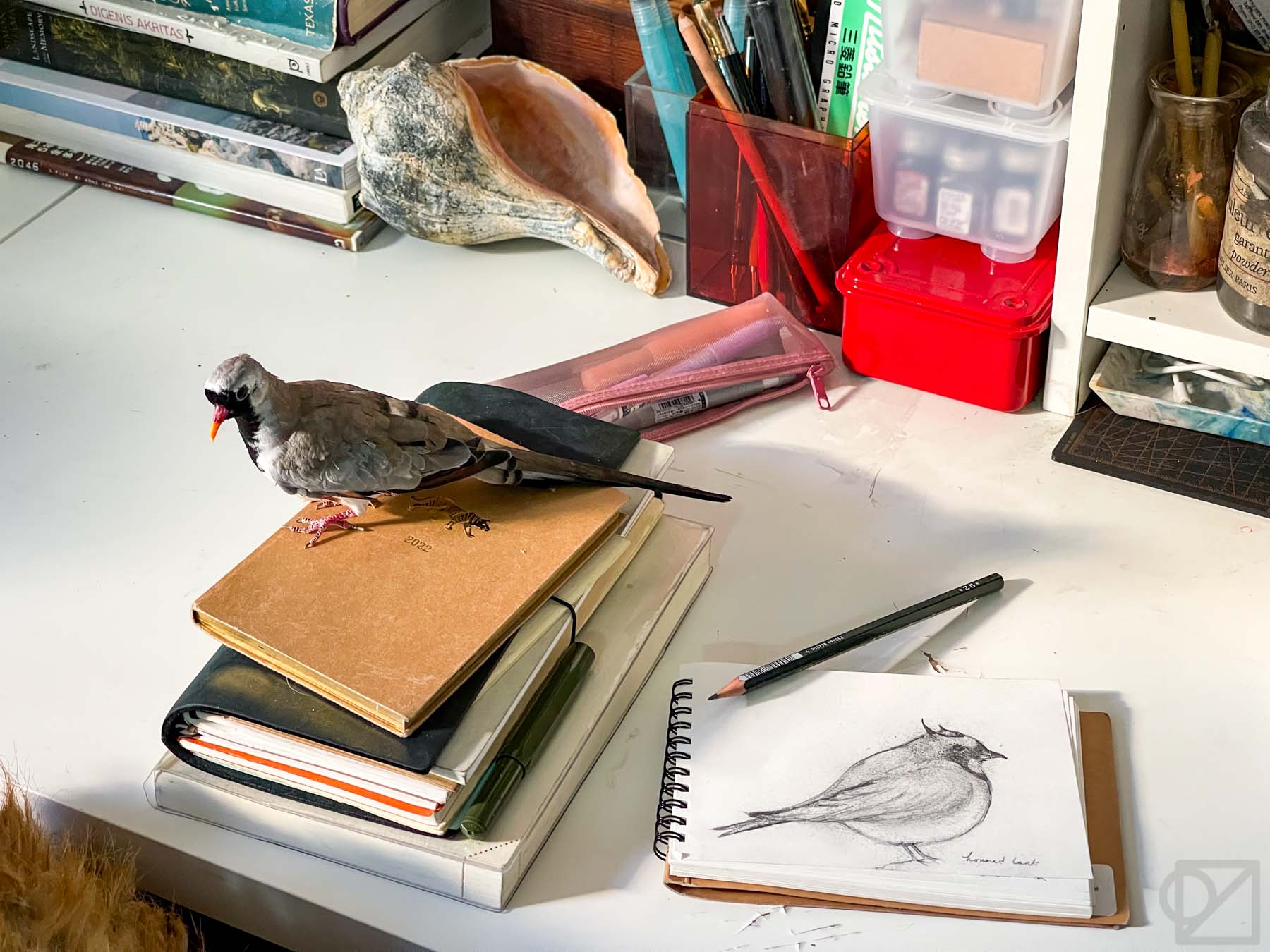the dove and the sketchbook
