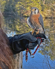 Alexandra's custom leather birding glove