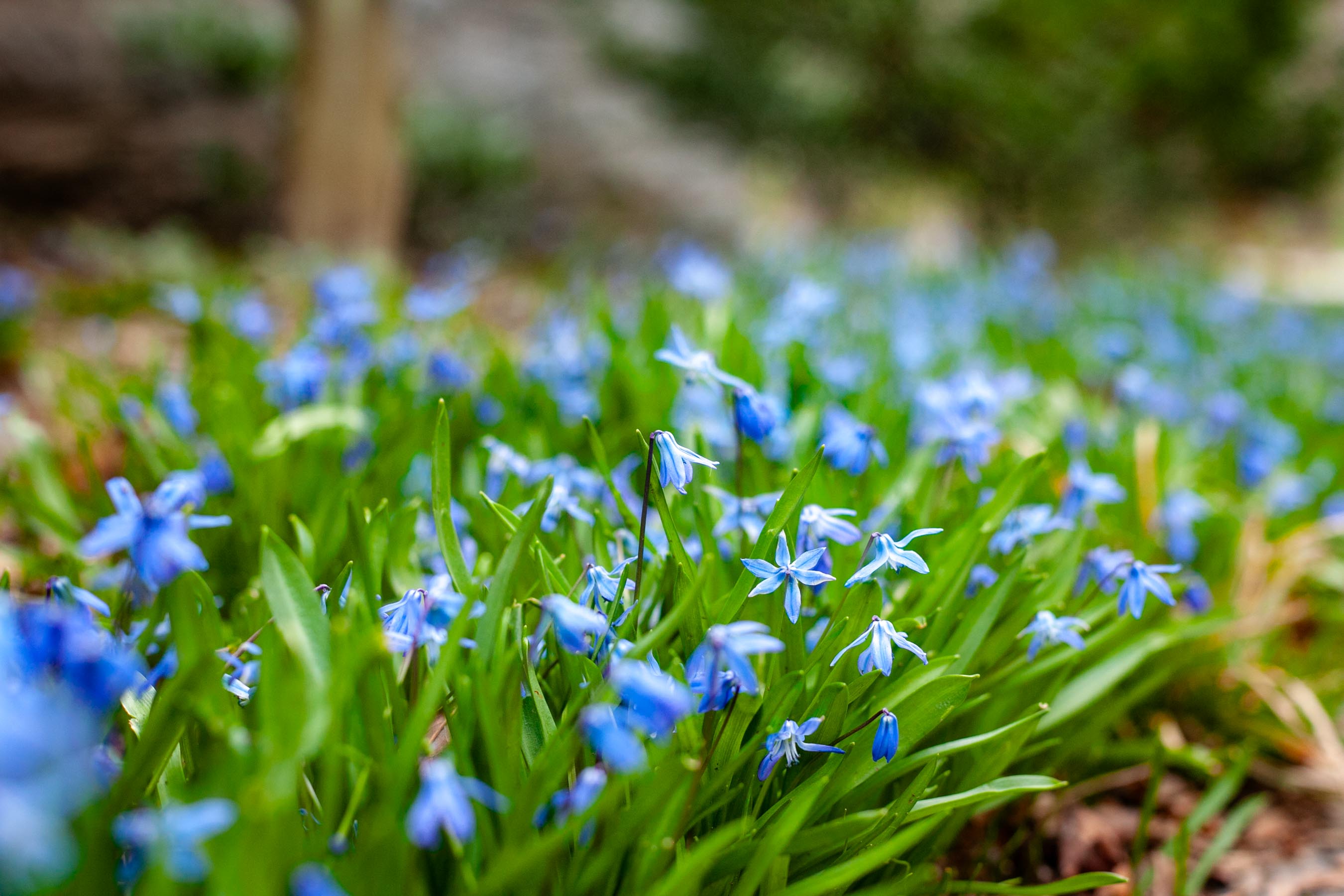 The blue crocuses appear after a day doing yardwork in early spring.