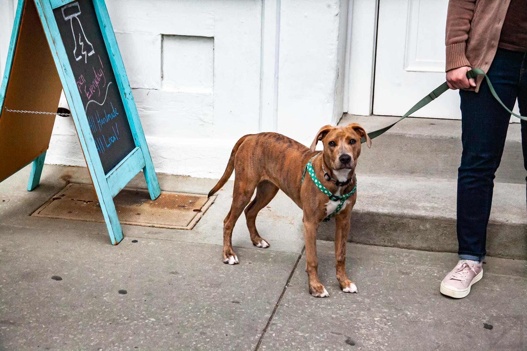 This dog refused to leave until I took its picture, and you can see why.