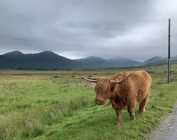 Highland Cattle Standing In A Field