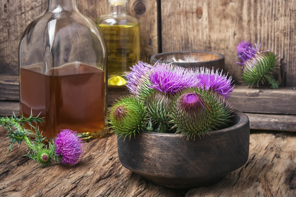 Thistle Buds On A Table With Some Bottles