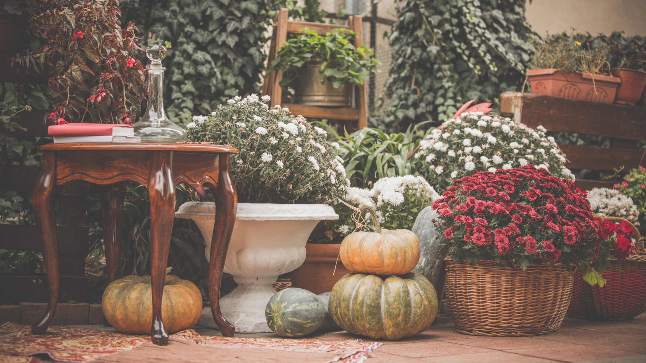 Picture of Fall Mums and multi-color pumpkins sitting next to a table for decoration