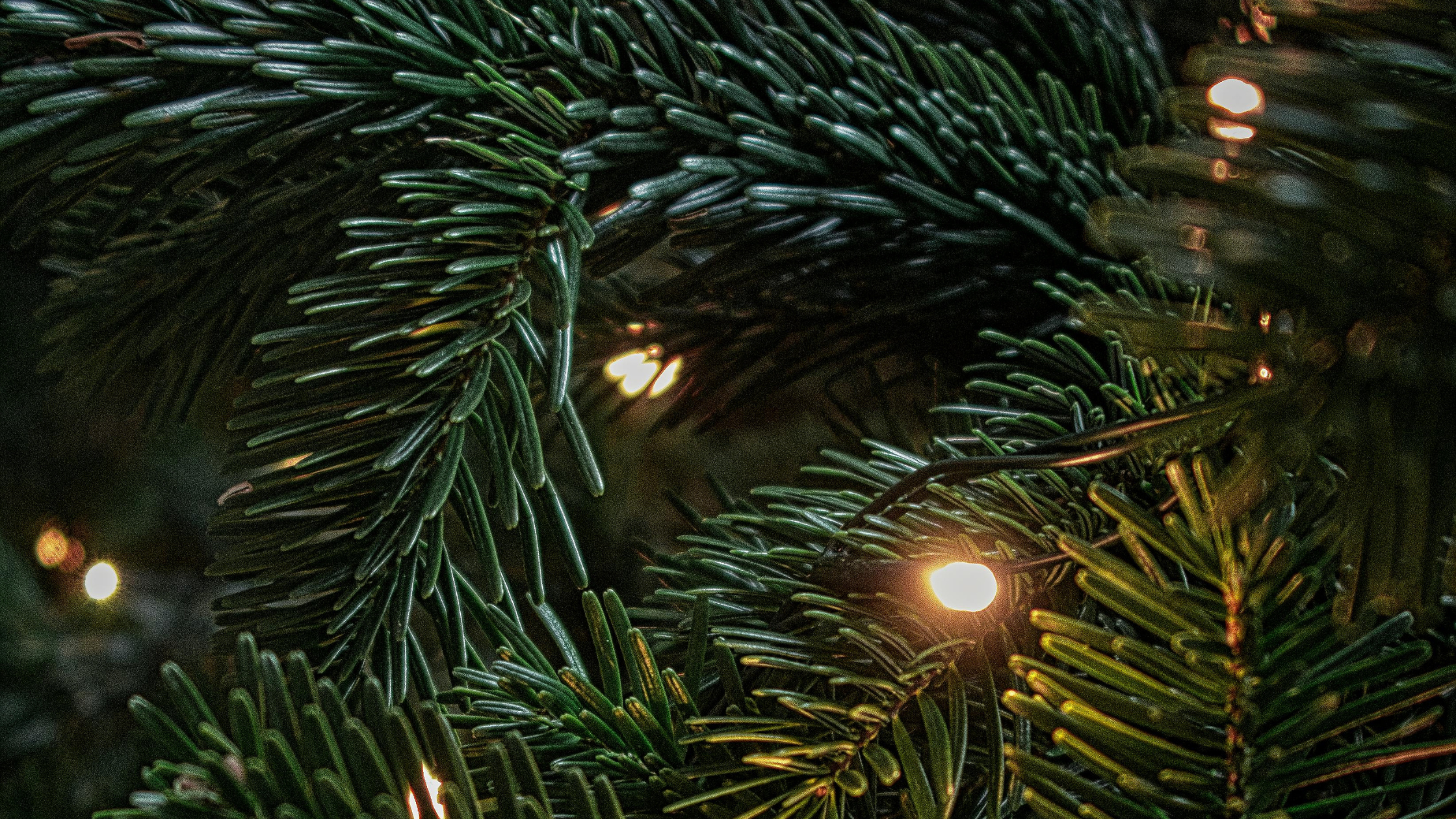 Image of blue spruce branches with warm micro lights