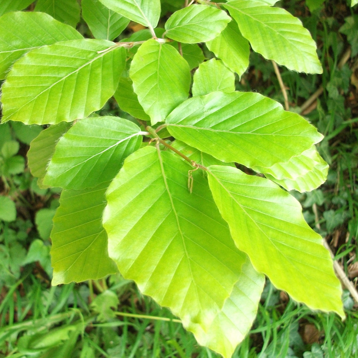 Green Beech Hedging - Fagus sylvatica – Martin's Nursery