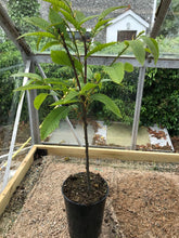 Load image into Gallery viewer, 1 Sweet Chestnut Trees - Apx 40-60cm - Castanea Sativa - Edible Nuts - 3L Pot
