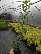 Load image into Gallery viewer, 50 Holly Hedging Plants - Ilex Aquifolium Alaska - Evergreen - apx 20cm in Pots
