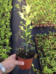 40 Holly Hedging Plants - Ilex Aquifolium Alaska - Evergreen - apx 20cm in Pots