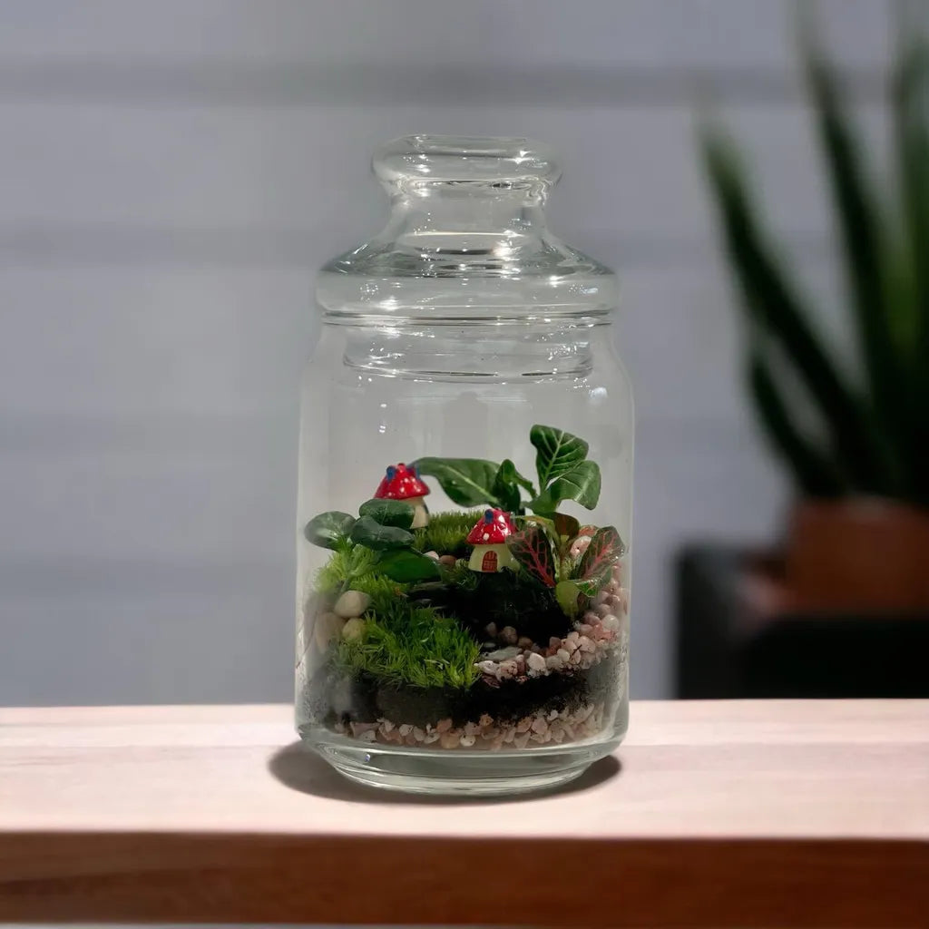 Closed Terrarium DIY Kit – Noah Garden Centre