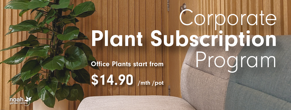 Plant subscription for offices, starts from $14.90 per month per plant.