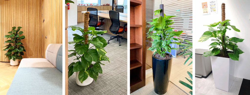 Potted Money Plants For Offices and Indoor Space