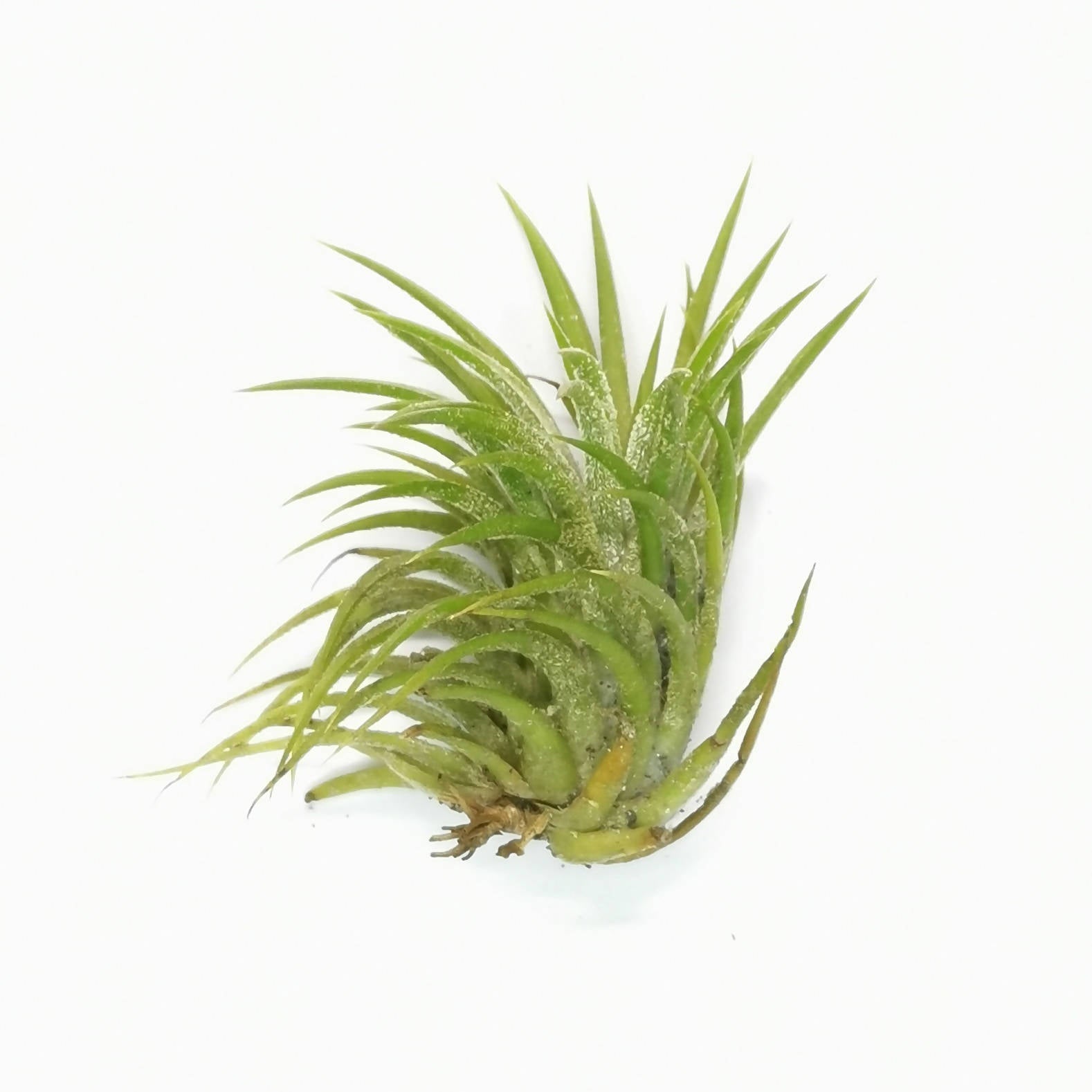 Air Plant Tillandsia Ionantha Thick Leaves Noah Garden Centre