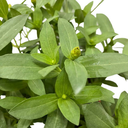 zinnia elegans leaves