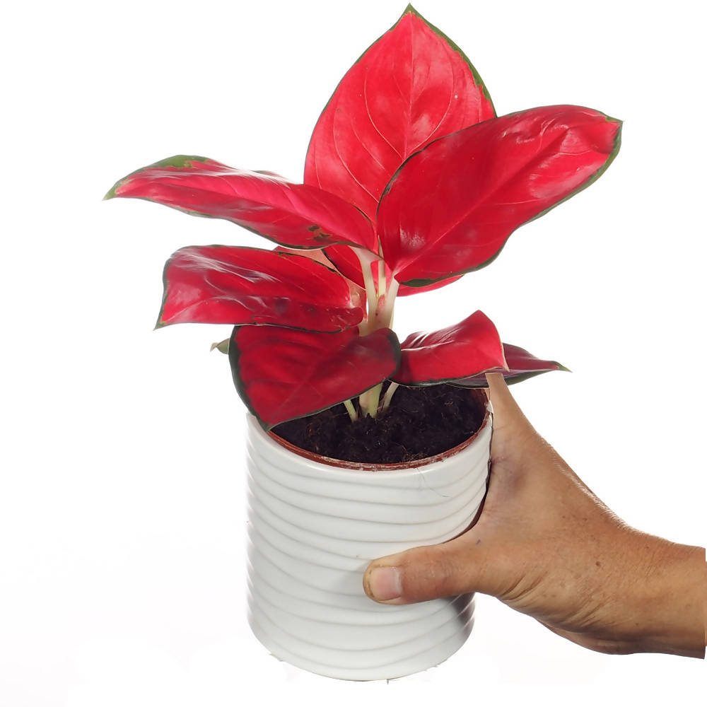  Aglaonema Super Red  Mini in Ceramic Pot Noah Garden Centre