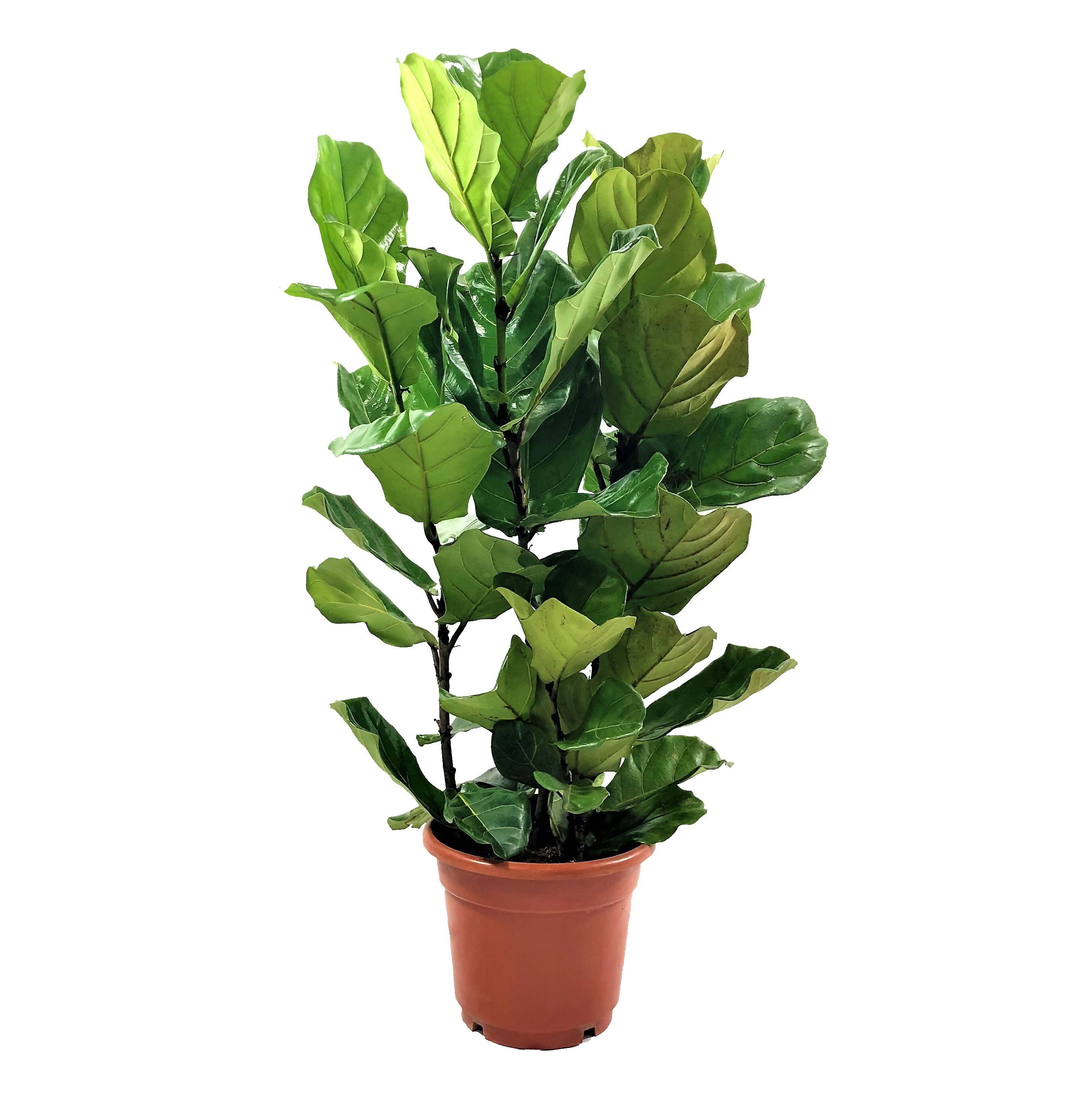 Ficus Lyrata Fiddle Leaf Fig 1m Noah Garden Centre