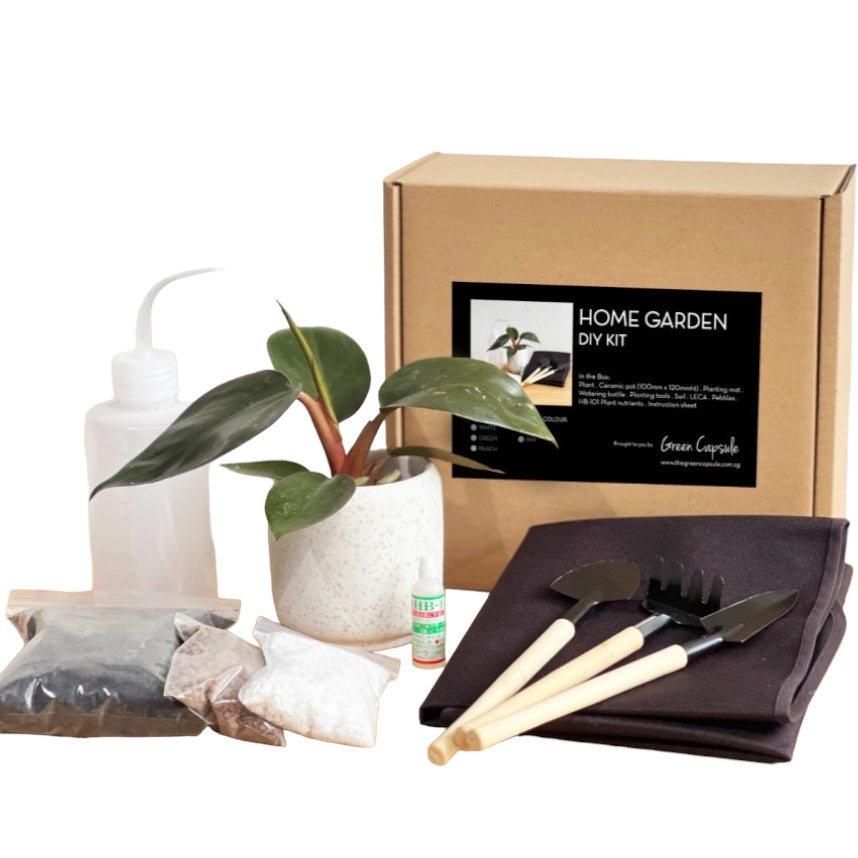 Closed Terrarium DIY Kit – Noah Garden Centre