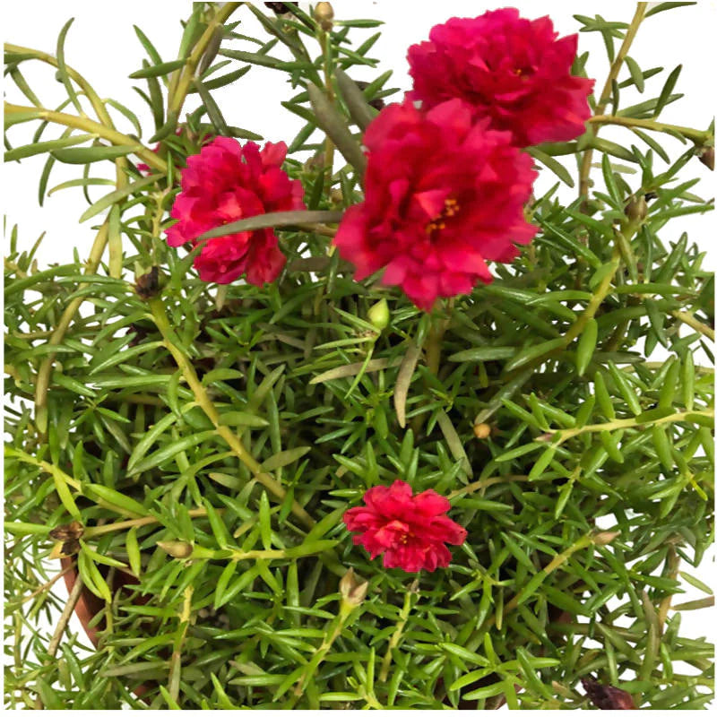 Moss rose or Portulaca grandiflora or Rose moss or Ten oclock or