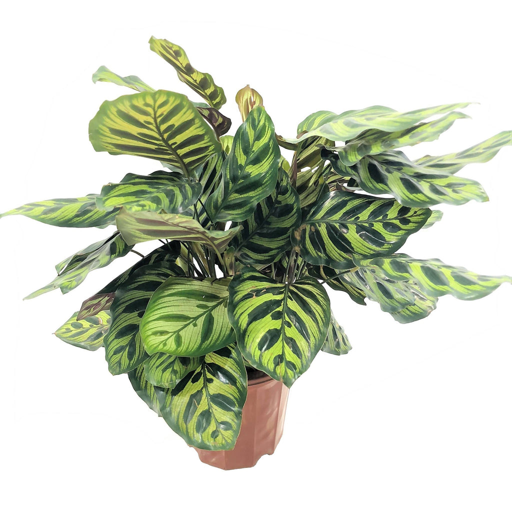 Калатея Макоя Calathea makoyana