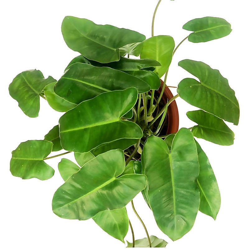 Philodendron Burle Marxii G M Barroso 0 45m Noah Garden Centre