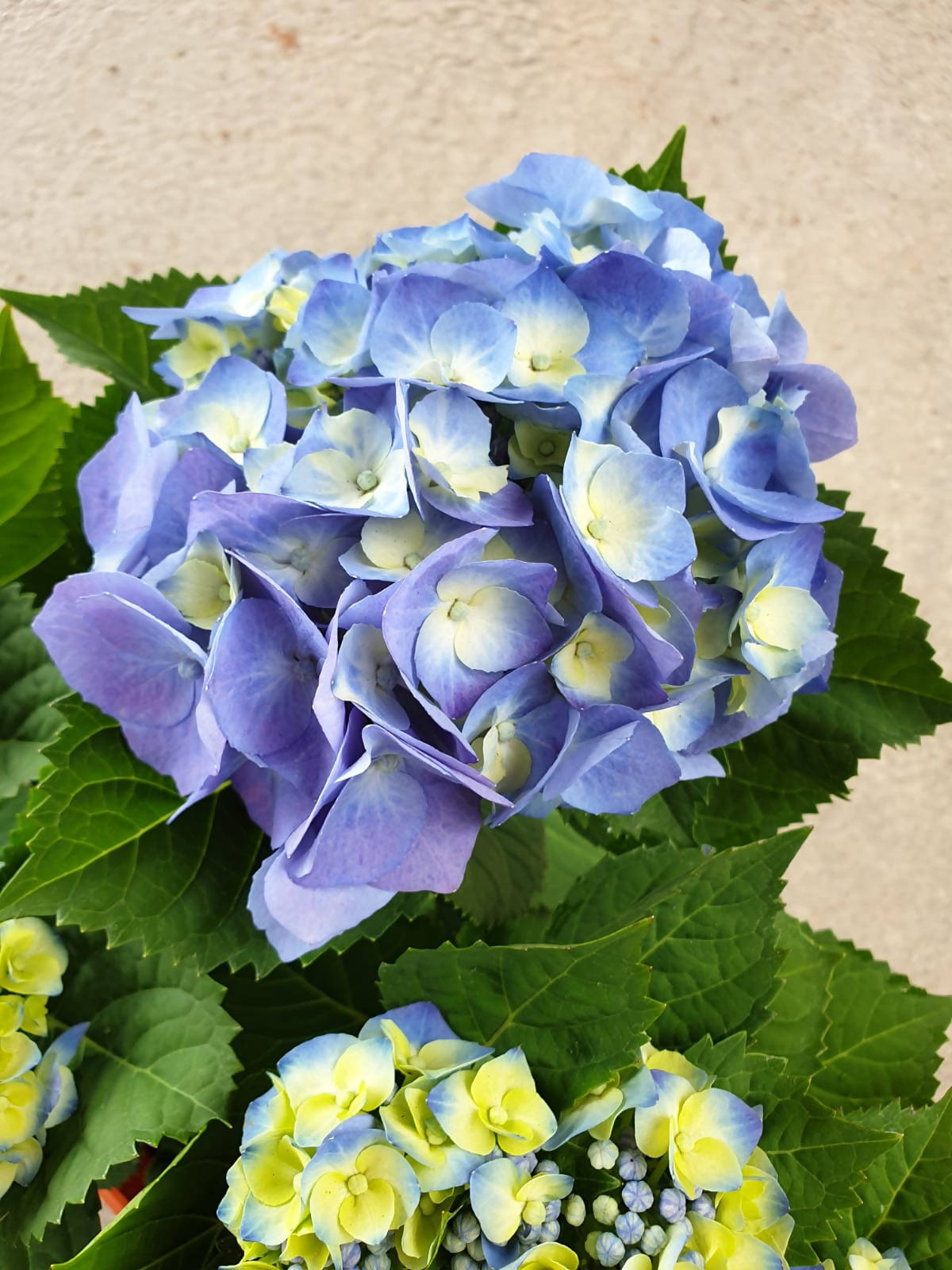 Hydrangea macrophylla, Assorted Colour Hydrangea () – Noah Garden  Centre