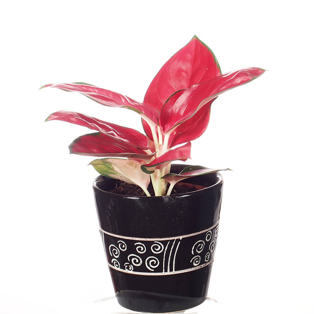  Aglaonema Super Red  Mini in Ceramic Pot Noah Garden Centre