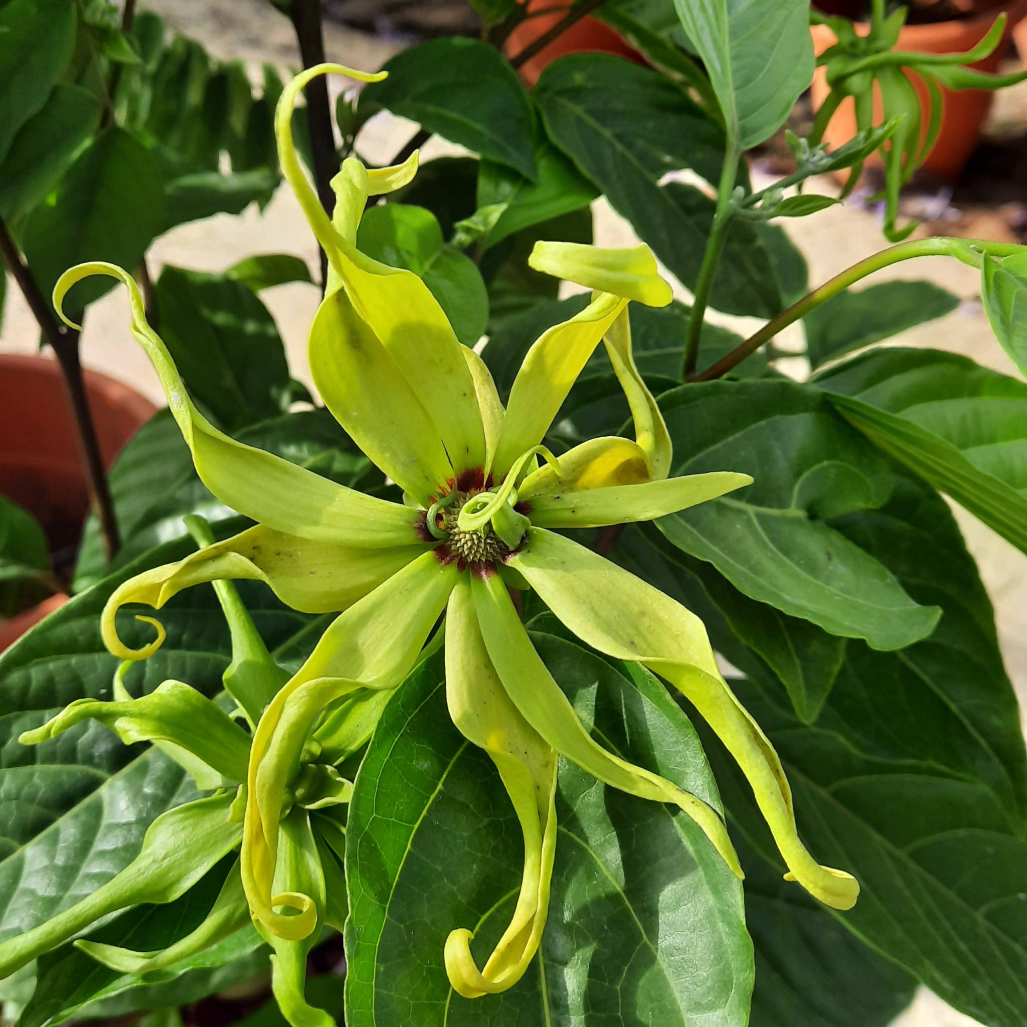 Ylang Ylang Tree